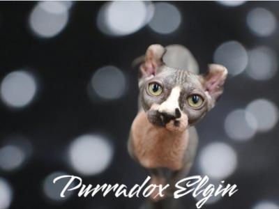 Purradox Litter - Sphynx - Gallery Photo #1