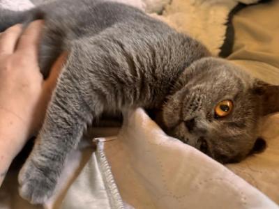 Ember British Shorthair - British Shorthair - Gallery Photo #1