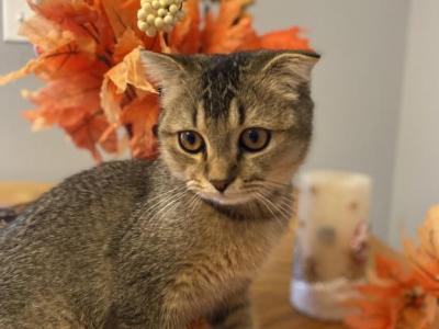 Scottish Fold Purebred Girl - Scottish Fold - Gallery Photo #1