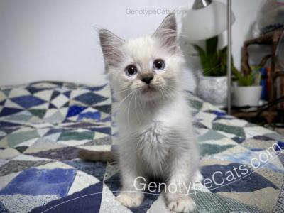 Adalbert - Ragdoll - Gallery Photo #1