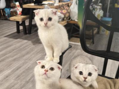 5 Male Cream Coloured Scottish Folds - Scottish Fold - Gallery Photo #1