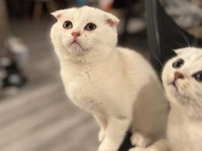 5 Male Cream Coloured Scottish Folds - Scottish Fold - Gallery Photo #1