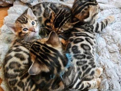 Bengal Kittens Tica Registered - Bengal - Gallery Photo #1