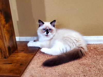 KALYPSO - Ragdoll - Gallery Photo #1