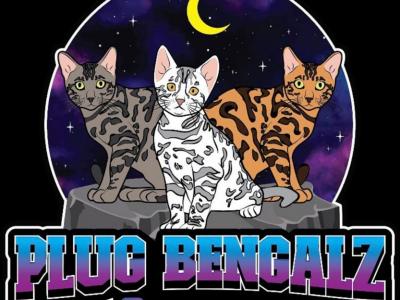 Bengal - Bengal - Gallery Photo #1