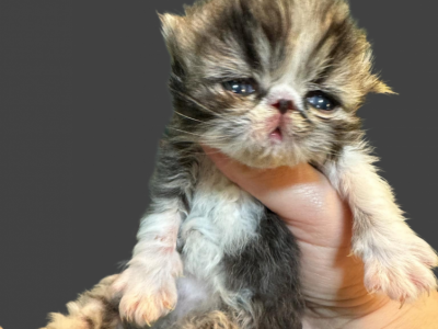 Cfa Persian Kittens For Reserve - Persian - Gallery Photo #1