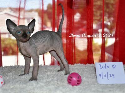 Heavenly Sphynx - Sphynx - Gallery Photo #1