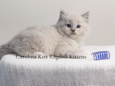 Orange From Olive's Litter - Ragdoll - Gallery Photo #1