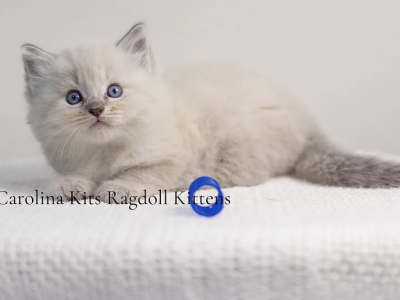 Red From Olive's Litter - Ragdoll - Gallery Photo #1