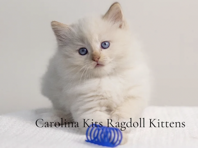 Green From Paris's Litter - Ragdoll - Gallery Photo #1