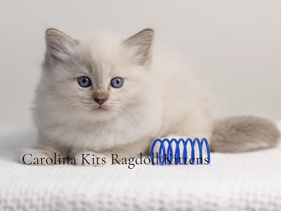 Pink From Paris's Litter - Ragdoll - Gallery Photo #1