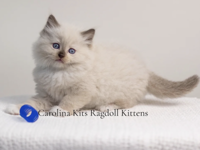 Orange From Paris's Litter - Ragdoll - Gallery Photo #1