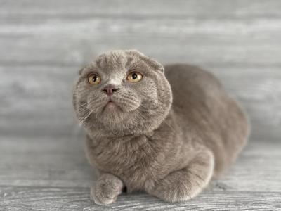 Elias Cattery Robin - Scottish Fold - Gallery Photo #1