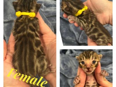 Yellow Female - Bengal - Gallery Photo #1