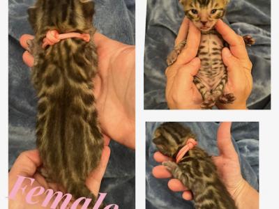 Light Pink Female - Bengal - Gallery Photo #1