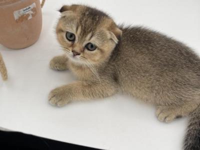 Scottish Kittens - Scottish Fold - Gallery Photo #1