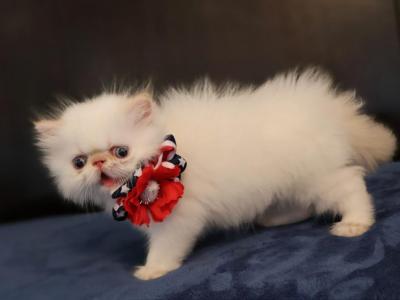 Persian Himalayan - Persian - Gallery Photo #1