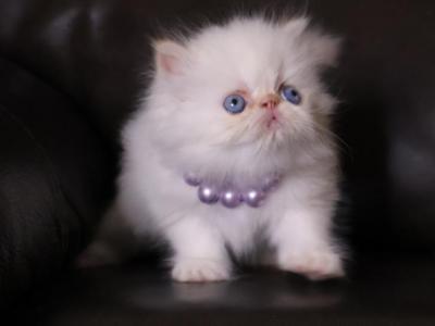 Persian  Himalayan - Persian - Gallery Photo #1