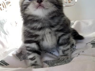 Tayger - Scottish Fold - Gallery Photo #1