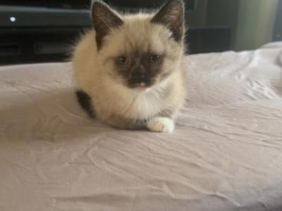 Himalayan Kittens - Himalayan - Gallery Photo #1