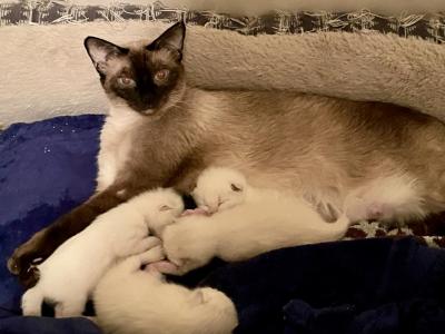 Adorable Applehead Siamese - Siamese - Gallery Photo #1