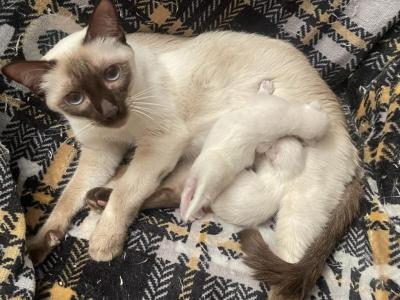 Balinese Kittens - Siamese - Gallery Photo #1