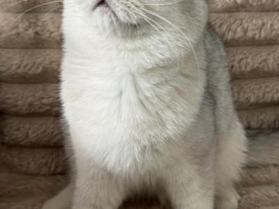 Abby - British Shorthair - Gallery Photo #1