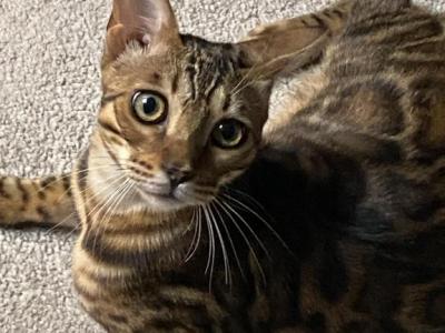 6 Month Old Bengal Boy - Bengal - Gallery Photo #1