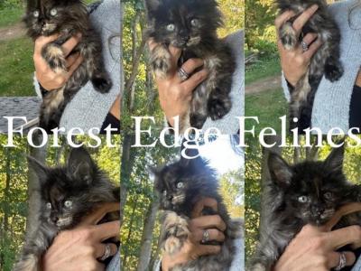 Beautiful Maine Coon Kitten CFA European - Maine Coon - Gallery Photo #1