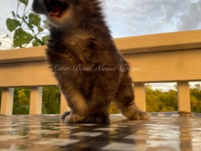 Beetlejuice - Maine Coon - Gallery Photo #1