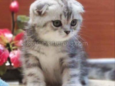 Tiger Silver Butterfly Marble Tabby Baby Boy - Scottish Fold - Gallery Photo #1