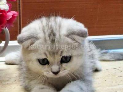 Tihon Silver Classic Tabby Marble Scottish Fold - Scottish Fold - Gallery Photo #1