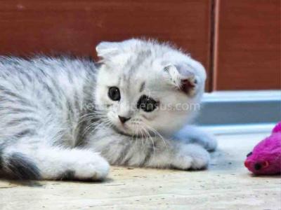 Teddy Silver Leopard Scottish Fold Spotted Tabby - Scottish Fold - Gallery Photo #1