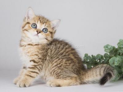 Dufour Golden Leopard Tabby Scottish Straight - Scottish Straight - Gallery Photo #1