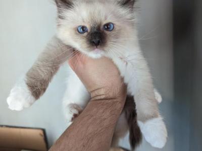 Zeus Chocolate Mitted - Ragdoll - Gallery Photo #1