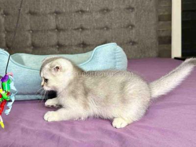 Dax Scottish Fold Blue Silver Ticked Chinchilla - Scottish Fold - Gallery Photo #1