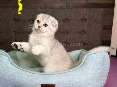 Dash Scottish Fold Black Silver Shaded Chinchilla - Scottish Fold - Gallery Photo #1