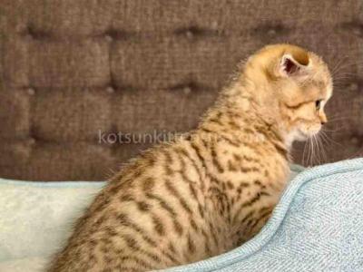 Duke Golden Leopard Scottish Fold Tabby - Scottish Fold - Gallery Photo #1