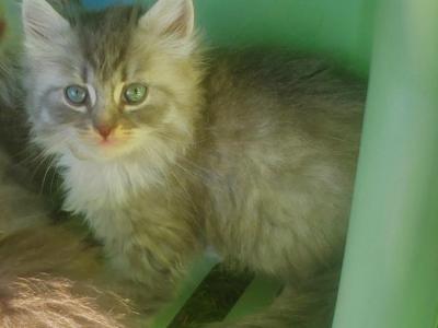 TICA Certified Siberian Kittens - Siberian - Gallery Photo #1