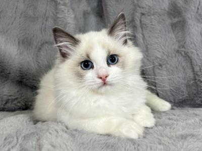 Kenzie - Ragdoll - Gallery Photo #1