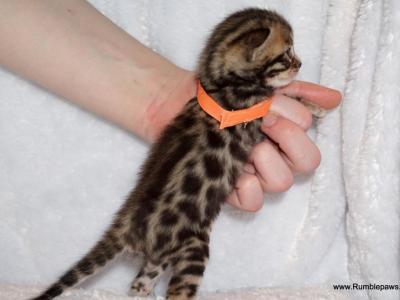 Adorable Little Bengal Girl - Bengal - Gallery Photo #1