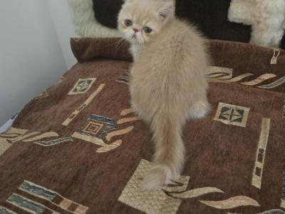 Exotic Shorthair Female Cream Kitten - Exotic - Gallery Photo #1