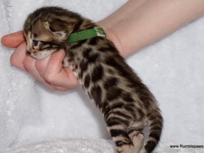 Cute Little Bengal Male - Bengal - Gallery Photo #1