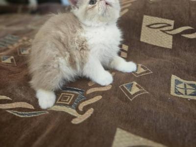 Persian Female Cream Kitten - Persian - Gallery Photo #1