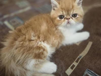 Exotic Shorthair Male Red Kitten Two - Exotic - Gallery Photo #1