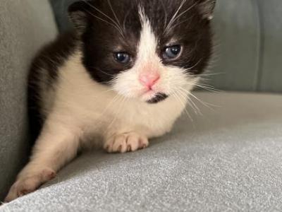 Tuxedo Boy - British Shorthair - Gallery Photo #1