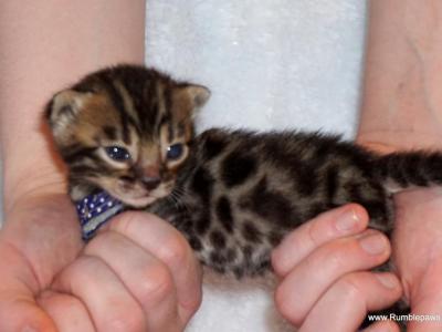 Adorable Bengal Boy - Bengal - Gallery Photo #1