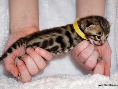 Handsome Little Bengal Boy - Bengal - Gallery Photo #1