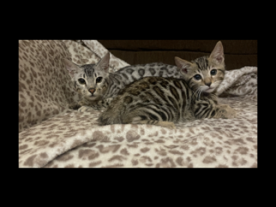 Silvia - Bengal - Gallery Photo #1