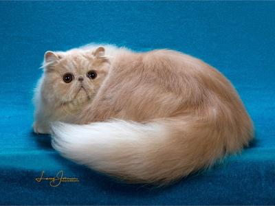 GR CH Mithra's Misty Muffin - Persian - Gallery Photo #1